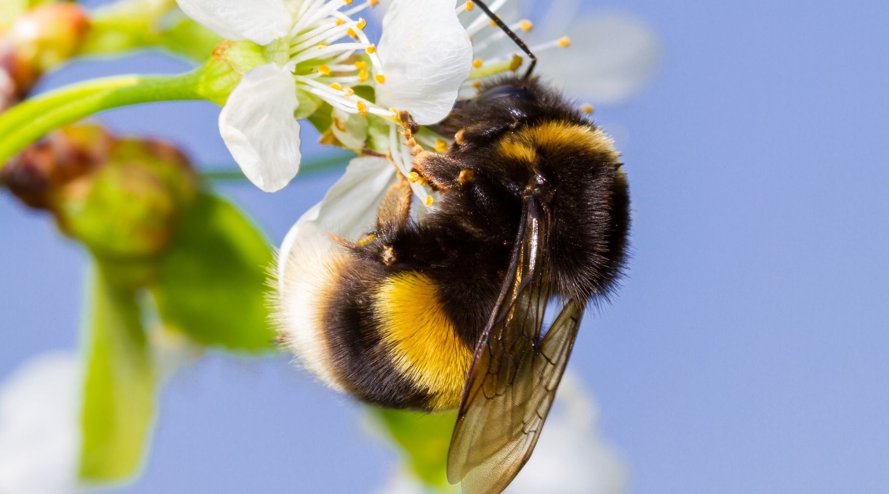 Could Quercetin be your saviour this summer?